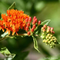 Strictly Medicinal Organic Pleurisy Root -JulboCorona Trees Store snv7032b