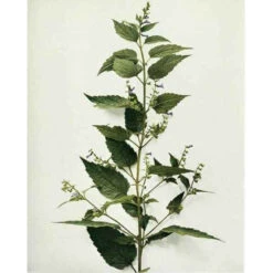 Strictly Medicinal Organic Skullcap -JulboCorona Trees Store snv7036b