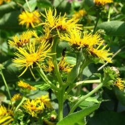 Strictly Medicinal Organic Elecampane, Official -JulboCorona Trees Store snv7044 web