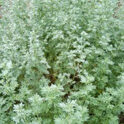 Strictly Medicinal Organic Wormwood -JulboCorona Trees Store snv7089 web