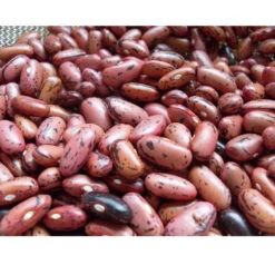 Rosso Di Lucca Bush Bean Seeds (Organic) -JulboCorona Trees Store snv8009 web3