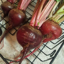 Early Wonder Tall Beet Seeds (Organic) -JulboCorona Trees Store snv8017 web2