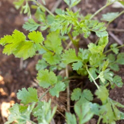 Organic Cilantro -JulboCorona Trees Store snv8035 a 2