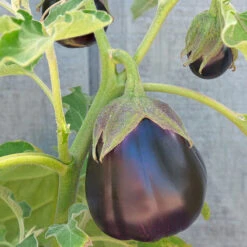 Organic Eggplant, Black Beauty (1 Oz) -JulboCorona Trees Store snv8053 web 1