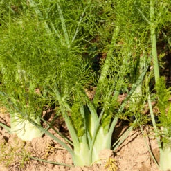 Florence Fennel Seeds (Organic) -JulboCorona Trees Store snv8057 a 1
