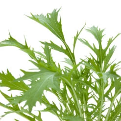 Organic Greens, Mustard Mizuna (1/4 Lb) -JulboCorona Trees Store snv8062 web 1