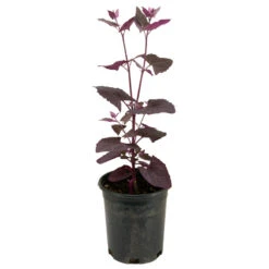 Organic Orach, Red (1 Oz) -JulboCorona Trees Store snv8064 web2 1