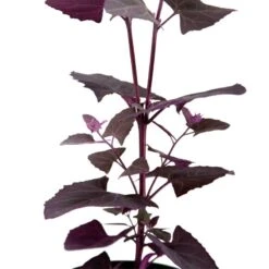 Organic Orach, Red (1 Oz) -JulboCorona Trees Store snv8064 web 1