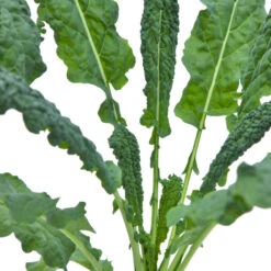 Lacinato Kale Seeds (Organic) -JulboCorona Trees Store snv8067 web