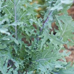 Red Russian Kale Seeds (Organic) 8 Red Russian Kale Seeds (Organic) -JulboCorona Trees Store snv8070 b