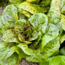 Freckles Lettuce Seeds (Organic) -JulboCorona Trees Store snv8078 a 2