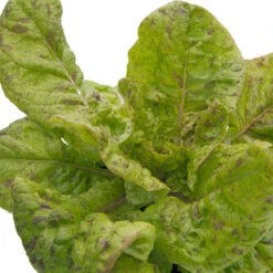 Freckles Lettuce Seeds (Organic) -JulboCorona Trees Store snv8078 web 1