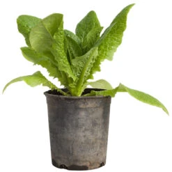 Organic Lettuce, Little Gem (1/4 Lb) -JulboCorona Trees Store snv8079 web2 1