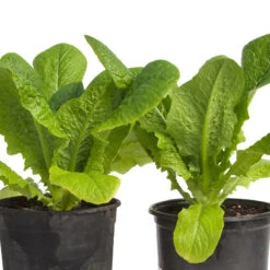 Parris Island Cos Lettuce Seeds (Organic) -JulboCorona Trees Store snv8090 web3