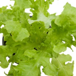 Organic Lettuce, Green Salad Bowl (1/4 Lb) -JulboCorona Trees Store snv8092 web 1 1