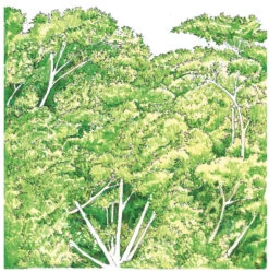 Organic Parsley, Moss Curled -JulboCorona Trees Store snv8111 a