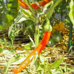 Hot Cayenne Slim Pepper Seeds (Organic) -JulboCorona Trees Store snv8119