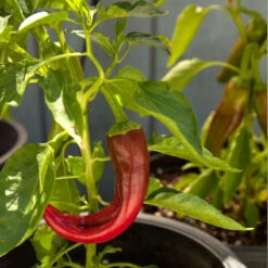 Hot New Mexico Joe Parker Pepper Seeds (Organic) -JulboCorona Trees Store snv8127 web1
