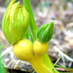 Big Max Pumpkin Seeds (Organic) -JulboCorona Trees Store snv8136 baby 1