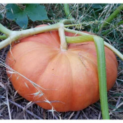 Cinderella Pumpkin Seeds (Organic) -JulboCorona Trees Store snv8137 1x 361f0c40 6c7b 434e 9f38 61a1efa0cf08