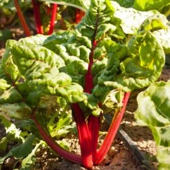 Red Ruby Chard Seeds (Organic) -JulboCorona Trees Store snv8167 a 2