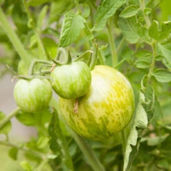 Green Zebra Tomato Seeds (Organic) 10 Green Zebra Tomato Seeds (Organic) -JulboCorona Trees Store snv8173 web