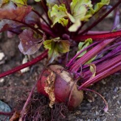 Bull's Blood Beet Seeds (Organic) 8 Bull's Blood Beet Seeds (Organic) -JulboCorona Trees Store snv8204 a 1