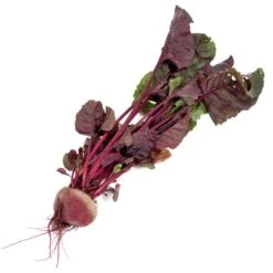 Bull's Blood Beet Seeds (Organic) 9 Bull's Blood Beet Seeds (Organic) -JulboCorona Trees Store snv8204 b