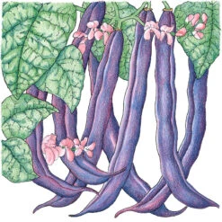 Royalty Purple Pod Bush Bean Seeds (Organic) -JulboCorona Trees Store snv8208 1