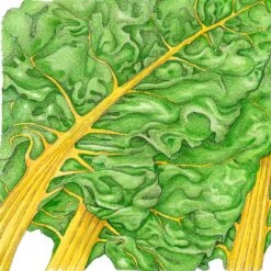 Yellow Chard Seeds (Organic) -JulboCorona Trees Store snv8214 1