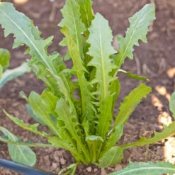 Chicory Catalogna Greens Seeds (Organic) -JulboCorona Trees Store snv8218 a 2