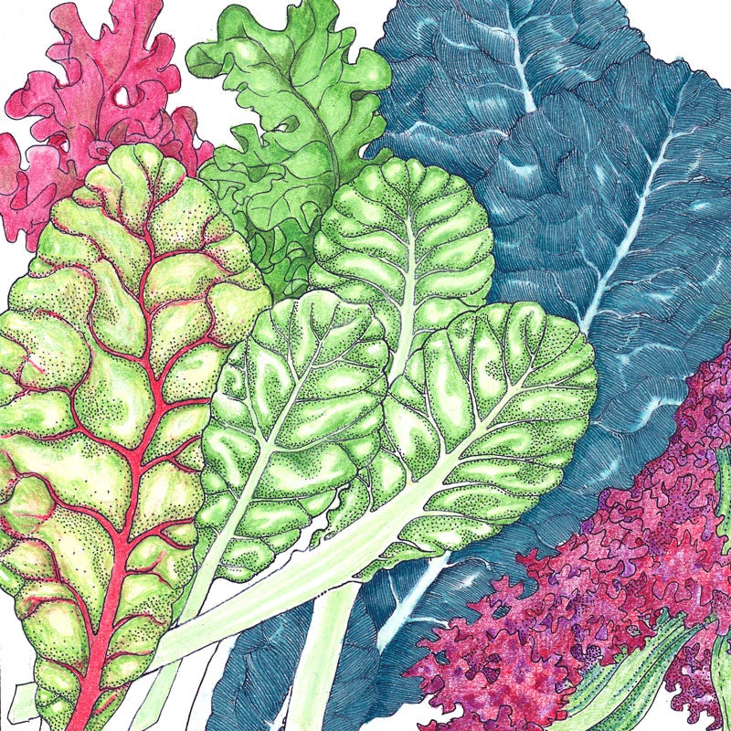 Mesclun Mix Greens Seeds (Organic) 4 Mesclun Mix Greens Seeds (Organic) - Image 2