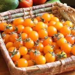Gold Nugget Tomato Seeds (Organic) -JulboCorona Trees Store snv8277 web2