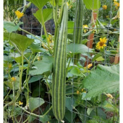 Striped Cucumber Seeds (Organic) -JulboCorona Trees Store snv8348 1x 39212a0e edb1 460b 86ca c58dcb7a638d