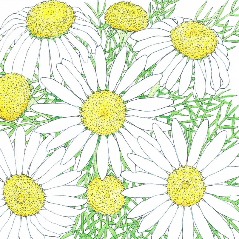 Organic Chamomile 4 Organic Chamomile - Image 2