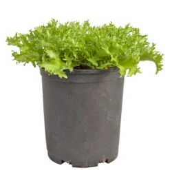 Organic Greens, Endive, Frisee (1/4 Lb) -JulboCorona Trees Store snv8391 web 1