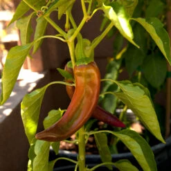 Anaheim Pepper Seeds (Organic) -JulboCorona Trees Store snv8405 web2