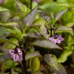 Black Hungarian Pepper Seeds (Organic) -JulboCorona Trees Store snv8407 web1