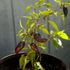 Black Hungarian Pepper Seeds (Organic) -JulboCorona Trees Store snv8407 web2