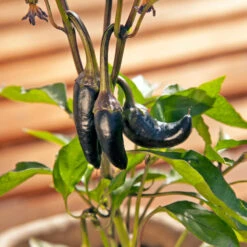 Black Hungarian Pepper Seeds (Organic) -JulboCorona Trees Store snv8407 web3