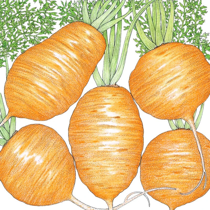 Parisian Carrot Seeds (Organic) 4 Parisian Carrot Seeds (Organic) - Image 2