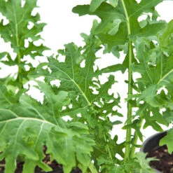 White Russian Kale Seeds (Organic) -JulboCorona Trees Store snv8471 web