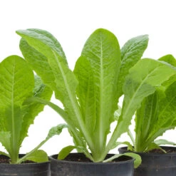 Romaine, Jericho Lettuce Seeds (Organic) -JulboCorona Trees Store snv8473 web