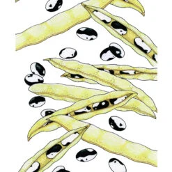 Orca Bush Bean Seeds (Organic) -JulboCorona Trees Store snv8517 web 1