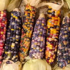 Organic Corn, Glass Gem (1/2 Lb) -JulboCorona Trees Store snv8532 customer 1