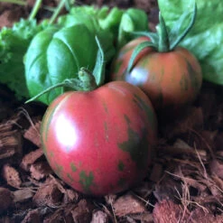 Pink Boar Tomato Seeds (Organic) -JulboCorona Trees Store snv8542 web2