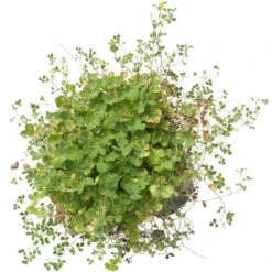 Peaceful Valley Low Rainfall Dryland Pasture Mix - Nitrocoated Seed (lb) -JulboCorona Trees Store spd120 d