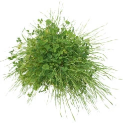 Peaceful Valley Sierra Foothill Dryland Mix - Nitrocoated Seed (lb) -JulboCorona Trees Store spd600 c