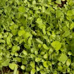 Peaceful Valley Sierra Foothill Dryland Mix - Nitrocoated Seed (lb) -JulboCorona Trees Store spd600 web