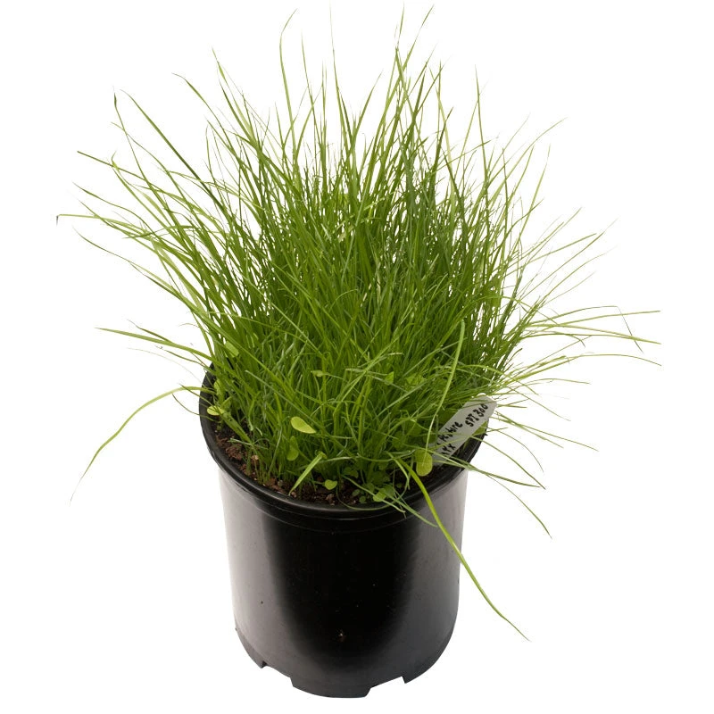 Peaceful Valley Irrigated Dairy Pasture Mix - Nitrocoated Seed (lb) 4 Peaceful Valley Irrigated Dairy Pasture Mix - Nitrocoated Seed (lb) - Image 2